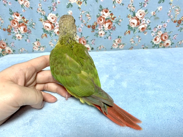 ホオミドリウロコインコ