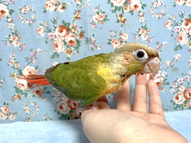 ウロコインコ パイナップル 9月8日