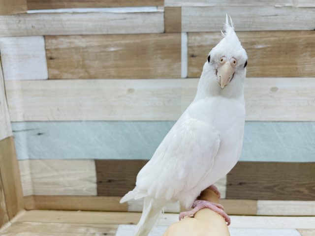 オカメインコ