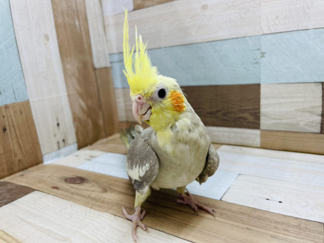 オカメインコ