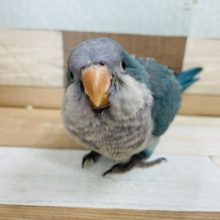 可愛すぎて困ってます(T_T)オキナインコヒナ(ブルー)