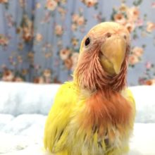 綺麗な頭です　9/６撮影