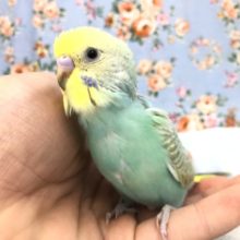 これは馴れそう　9/１３撮影
