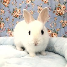 フロスティカラーです　9/１５撮影