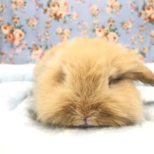 もっさもっさおっとりさん入舎！　9/１５撮影