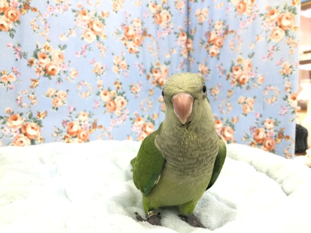 オキナインコ