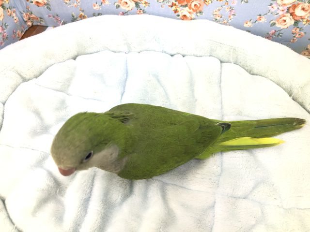 オキナインコ