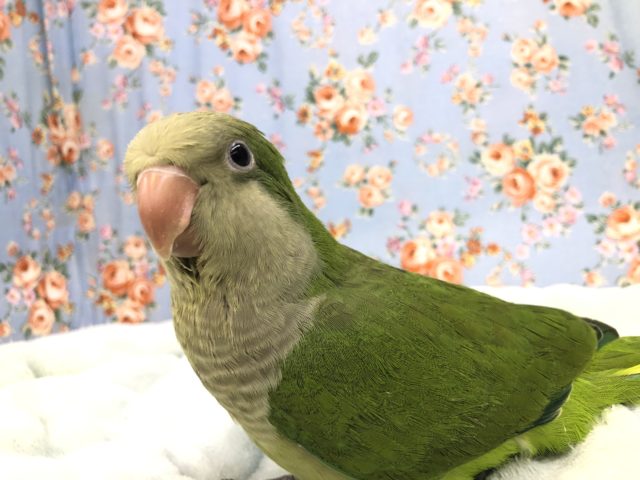 オキナインコ