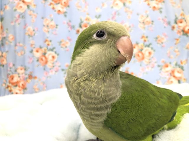 オキナインコ