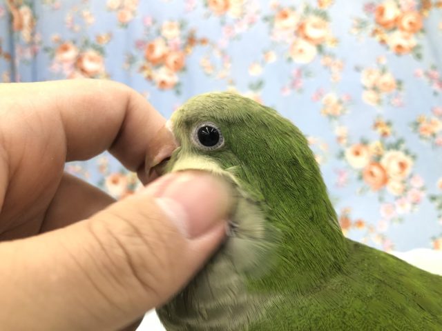 オキナインコ