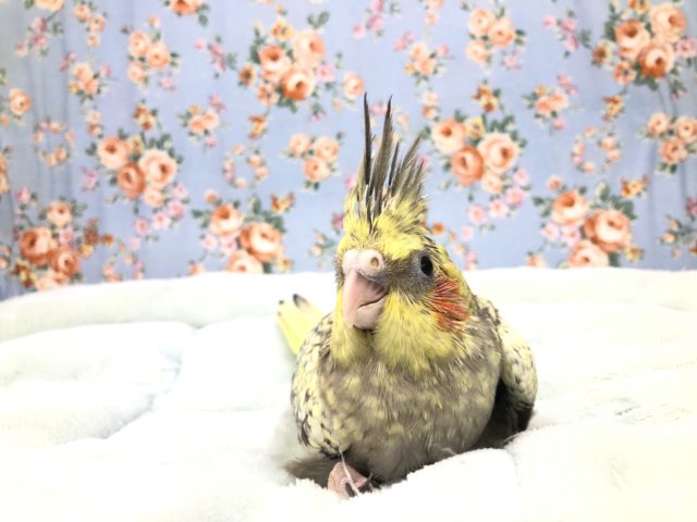 オカメインコ