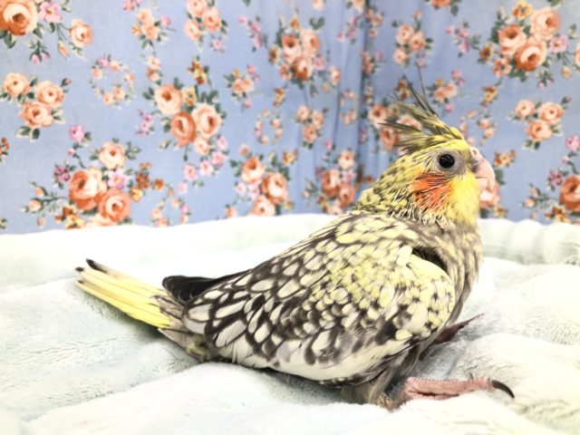 オカメインコ