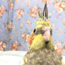 シナモンパールカラー来ました～　9/２５撮影