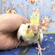 定番人気が久々登場　　9/２９撮影