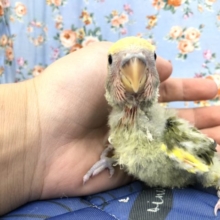 タイガーチェリーきました　9/２９撮影