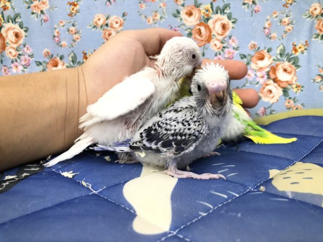 セキセイインコ