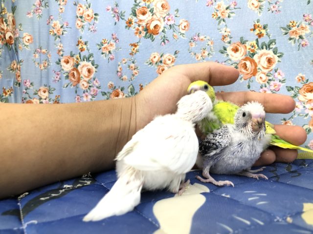 セキセイインコ