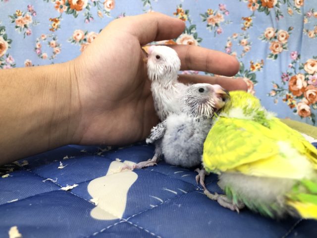 セキセイインコ