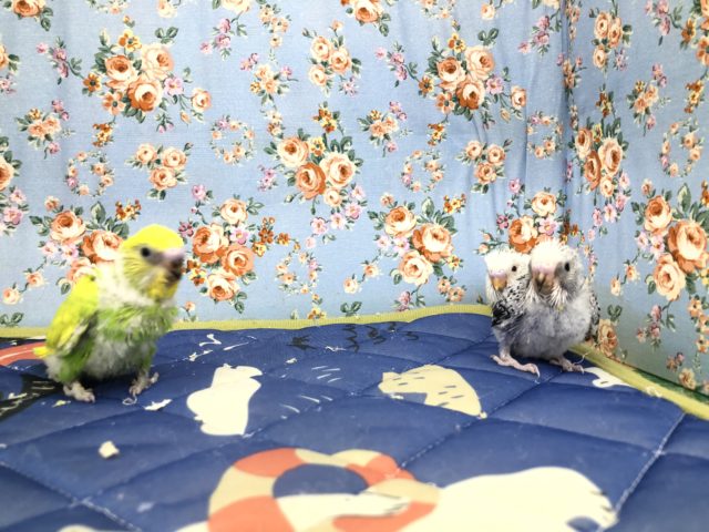 セキセイインコ