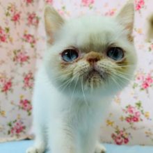 目を瞑った姿に癒されます♡エキゾチックくん♪