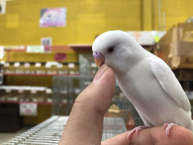 セキセイインコ