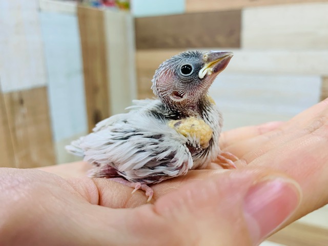 ご飯モリモリ食べています♪シルバー文鳥さん☆