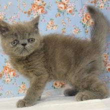 ぶちゃカワがたまらない♥エキゾチックさん♥♂