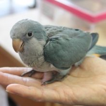 ニギコロも出来るよ♪手乗りオキナインコ（ブルー）