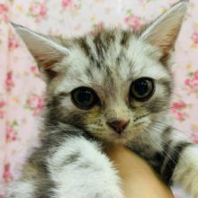 実は甘えんぼう?アメリカンショートヘアーちゃん☆