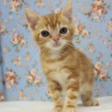 凛々しいけど甘えん坊♥アメショくん男のコです♂