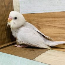 人気カラー♪セキセイインコ(ライラック)さん☆