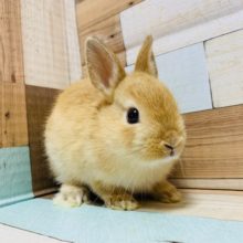 人気カラーのウサギさん!!ドワーフラビット(オレンジ)ちゃん♡