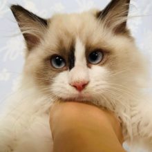 可愛い系♡ラグドールくん☆