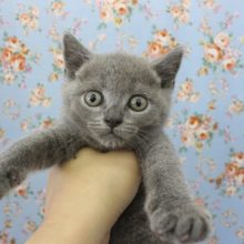 まんま～る！ブリティッシュショートヘアー・男の子！