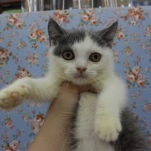 ハチワレっぽい！？ブリティッシュショートヘアー・男の子！