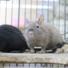 当店生まれの赤ちゃん☆デグー（チョコレート）