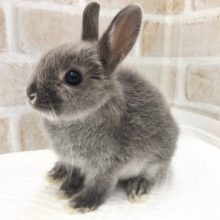 まだまだちびっ子！ドワーフラビット