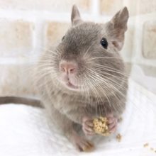 最新画像！べたなれデグー（チョコレート）　男の子