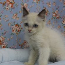 ふわふわ毛～！ラグドール・男の子！