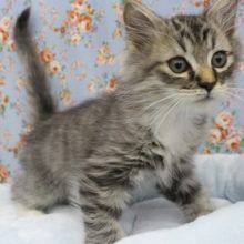 ギャップありすぎ！？サイベリアン・男の子！