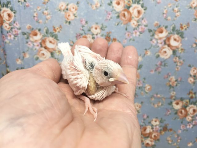 白文鳥 2021年9月生まれ