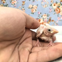 今週も来ましたよ　10／27撮影