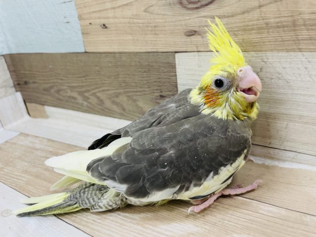 オカメインコ