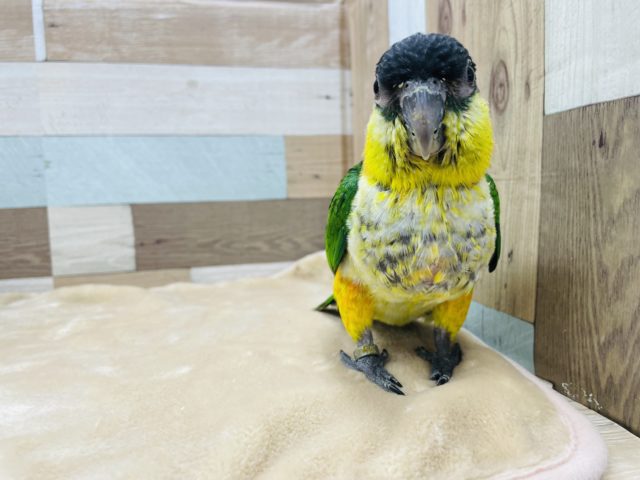 ズグロシロハラインコ