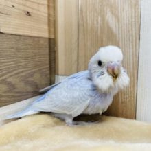 淡いブルーの癒し系！セキセイインコのヒナのホワイトウィングカラー！
