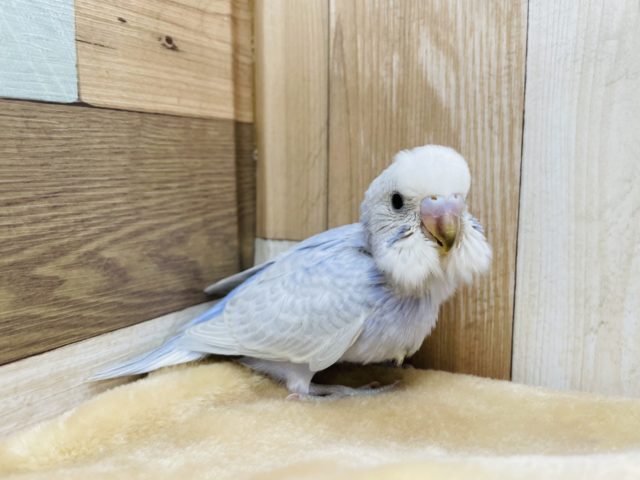 淡いブルーの癒し系！セキセイインコのヒナのホワイトウィングカラー！