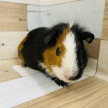 可愛すぎやろ〜！！イングリッシュモルモットさん★