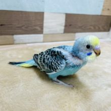 ベタ馴れの予感！？セキセイインコのヒナのイエローフェイスオパーリン！