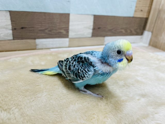 ベタ馴れの予感！？セキセイインコのヒナのイエローフェイスオパーリン！