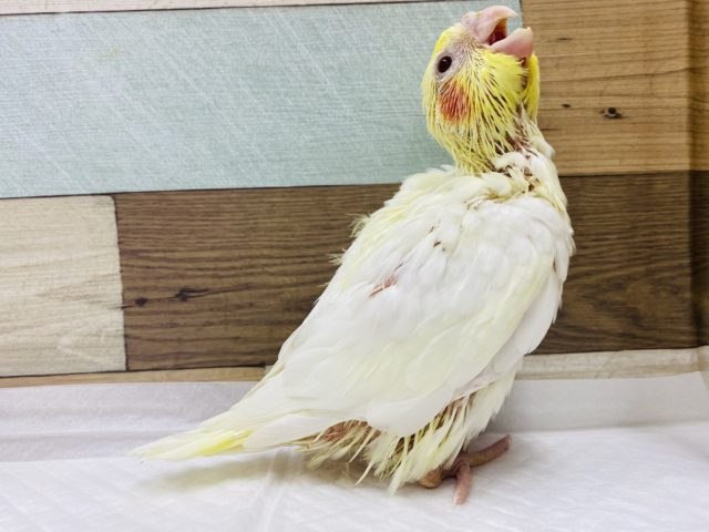 オカメインコ